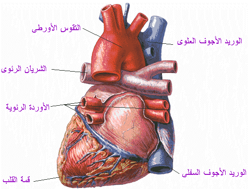 عدد دقات القلب في الدقيقة F88Cc618De3907B6D15C6C5Cd67Ed224