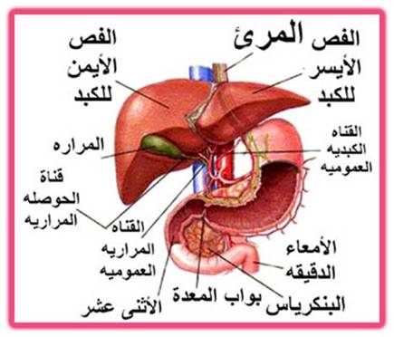 ما هي المرارة في جسم الانسان