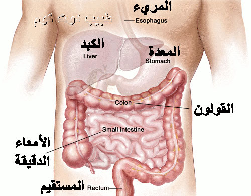 علاج اعراض القولون العصبي 9A69610Ff8E05D7377C0871Caebf1B15