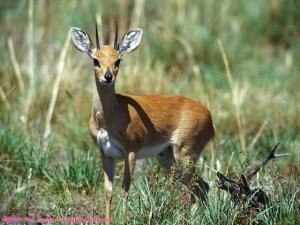 غزال انواع الغزلان كامله Gazelle