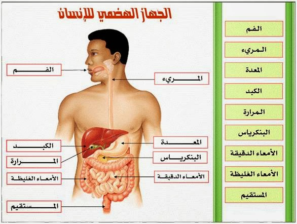 الكبد في جسم الانسان