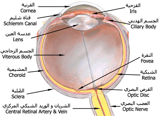 مكونات عين الانسان بالتفصيل 49A9Ba0B8227B00Beb202C9888F6E6B0