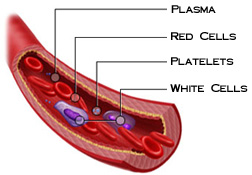 مكونات الدم - تعرفوا مما يتكون الدم 18191