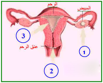 اضرار اللولب لمنع الحمل 20160719 5119