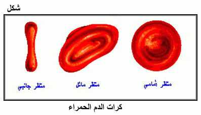 لماذا لا تنقسم خلايا الدم الحمراء 20160726 772