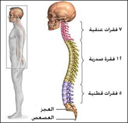 كم عدد الفقرى للانسان 19042 1