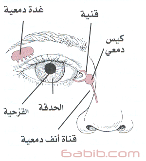 علاج ذبابة العين بالاعشاب