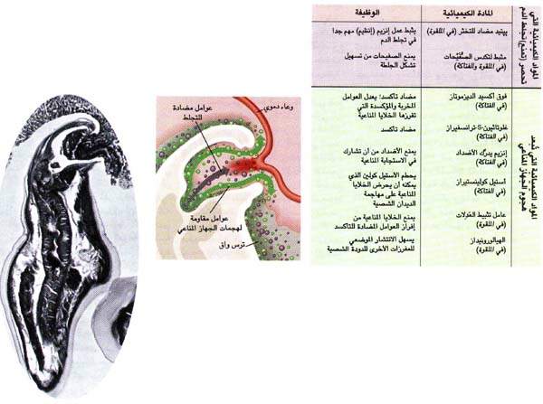 علاج ديدان البطن بالثوم 20160720 2237