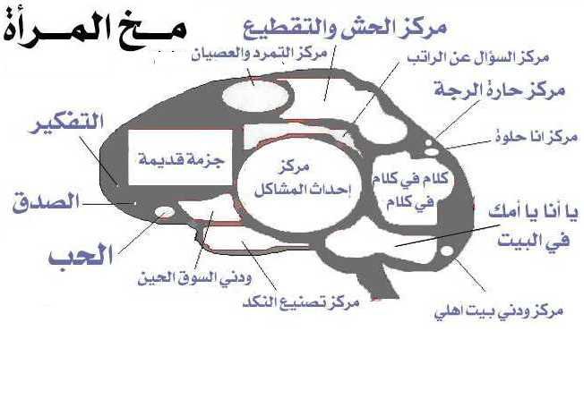 ماهو دماغ البنت علميا