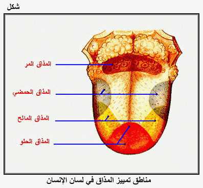 لسان الانسان لازم نعرف ازاى نتكلم - لسان الانسان 20160726 4