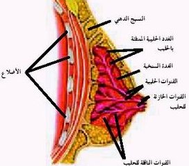 هرمون الحليب