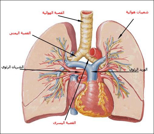 مقال علمي عن الجهاز التنفسي 20160716 8