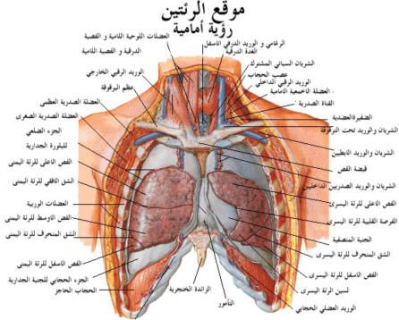 موضوع عن الجهاز التنفسي