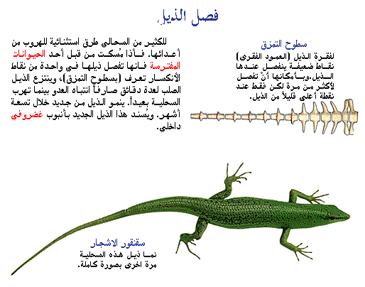 صور سحالي عجيبة جدا 20160810 15