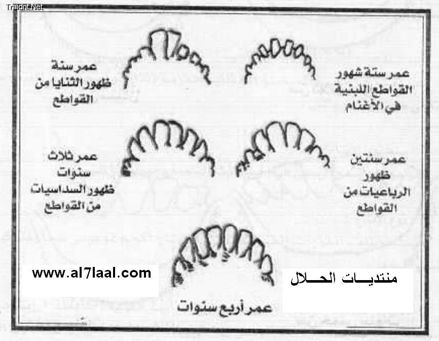 عدد اسنان الجمل - كم عدد اسنان الجمل 144364