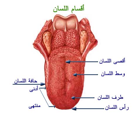 لسان الانسان لازم نعرف ازاى نتكلم - لسان الانسان 3A3Cb61B8C87Bc5665De9A2554E20Bc5