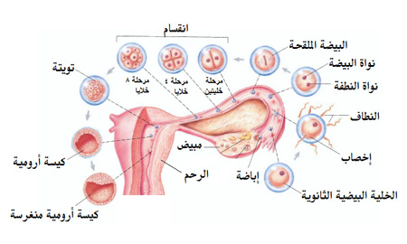 حدوث الالم والمغص بعد او قبل خروج البويضة 20160725 1532