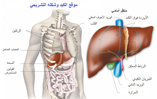 صورة للكبد داخل الجسم