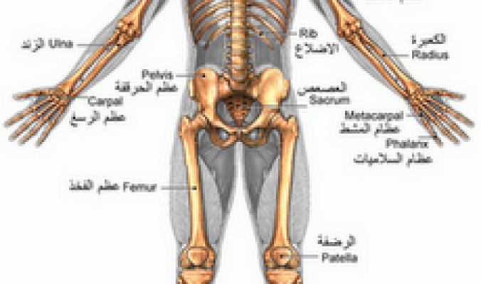 كم عدد العظام الموجودة في جسم النسان