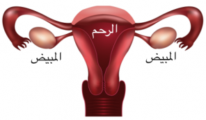 اعشاب لعلاج ضعف المبايض 20160725 199