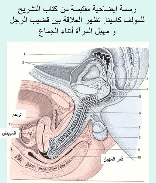 طريقة دخول الذكر في المهبل بالصور