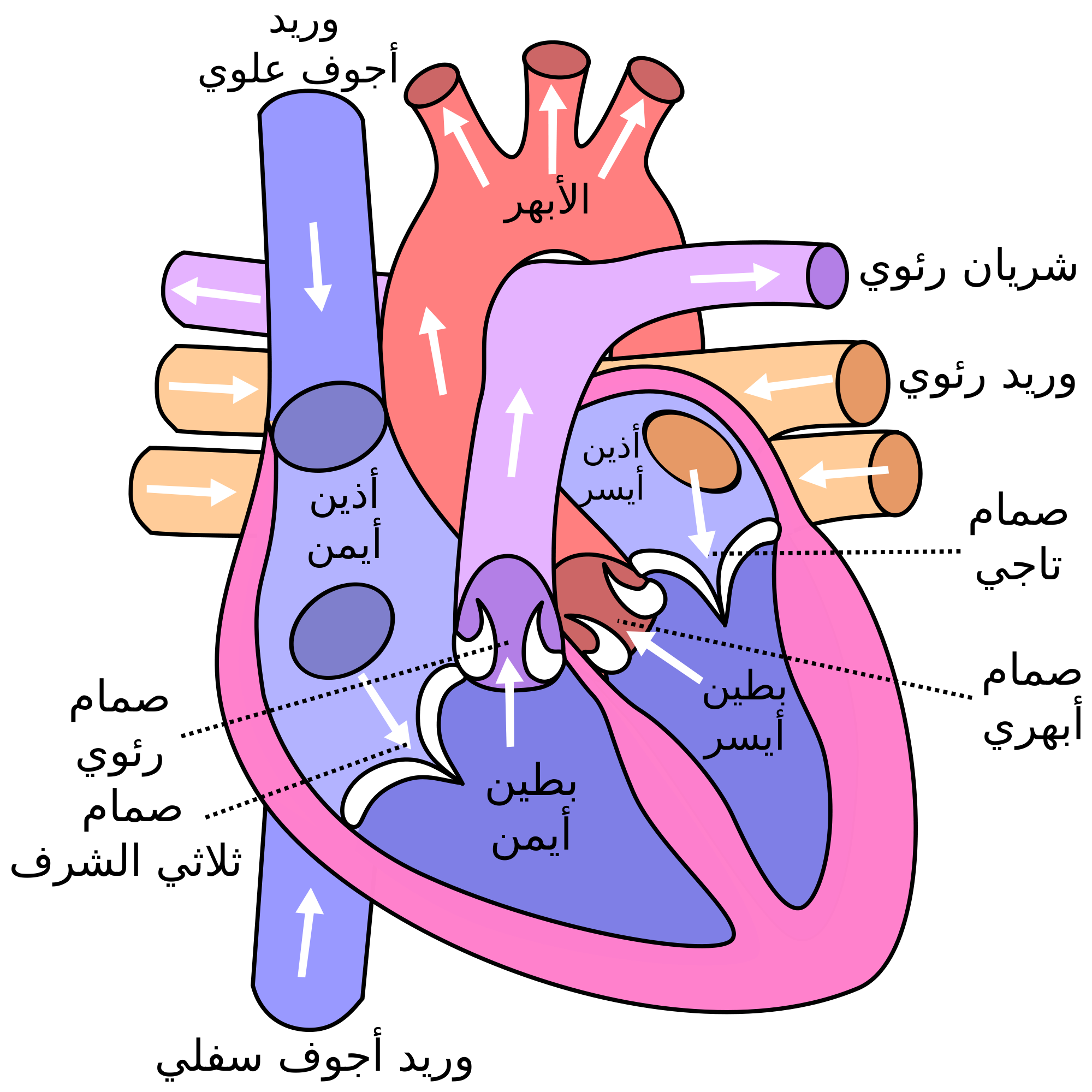 Https://Upload-Wikimedia-Org/Wikipedia/Commons/Thumb/D/D2/Diagram_Of_The_Human_Heart_-Cropped-Ar-Svg/2000Px-Diagram_Of_The_Human_Heart_-Cropped-Ar-Svg-Png