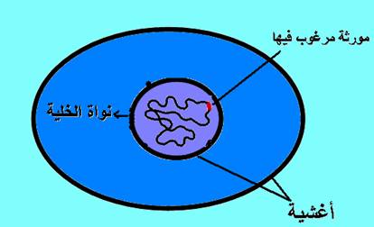 مفهوم التلميم