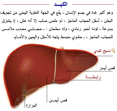 معلومات عن كبد الانسان