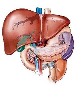 اعراض مرض الكبد 20160730 398