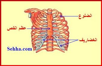 الام الظهر والضلوع