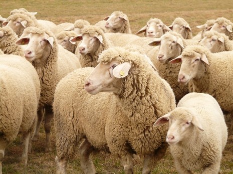 الماعز في المنام Flock Of Sheep 49667 640