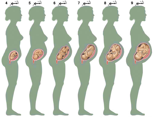 متى يكتمل الجنين في بطن امه 20160630 153