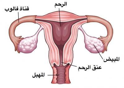 الجهاز التناسلي للمراة