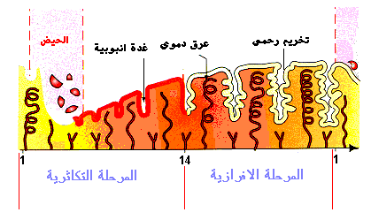 التنظيم الكمي للهرمونات المبيضية المراقبة الرجعية 2015120916