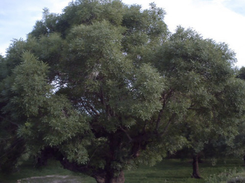 صورة شجرة الدردارة عشبة الدردار