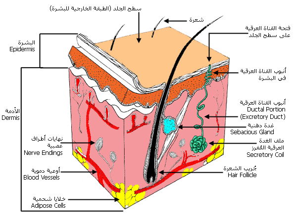 تعريف الجلد كمصطلح رياضي 20160718 2823
