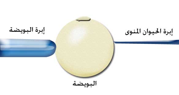 ماهو دليل تلقيح البويضة - اعراض تلقيح البويضة Ffe079684B8D5A8724Db7D7C5122Ab6C