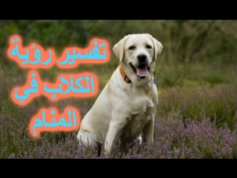 تفسير الكلب ، ماذا تعني رؤية الكلب في المنام Unnamed File 198