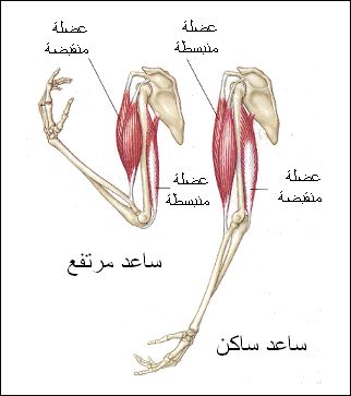 كم عدد العضلات الارادية 20160719 5328