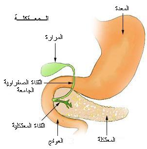 اين توجد المرارة 5C29A1Cd43946Aef6Eef8C0827Ecfe6D