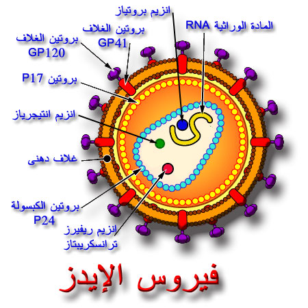 بحث عن الايدز - معلومات عن الايدز 12590