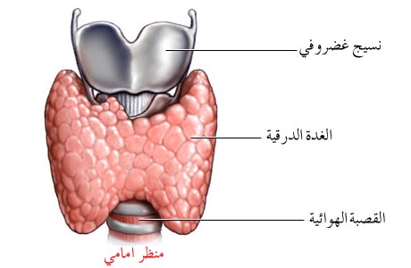 الغد درقية 20160808 1877