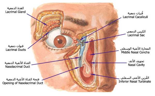 من هو اول من شرح تركيب العين