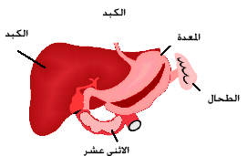 ين يقع الكبد في جسم النسان