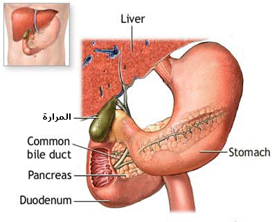 اعراض التي تسببه المرارة