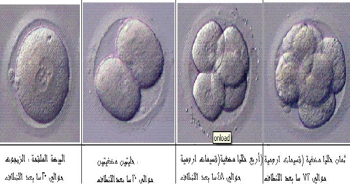 كيف يحدث الحمل عند النساء شرح مصور لعمليه تلقيح البويضه