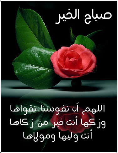 كلمات شعر عن الصبح 447E32604Cf4E317838Ffbe9Df8863C4-Gif