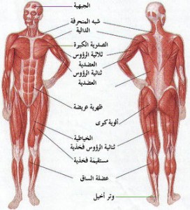 سبب الم البنية المتكررة - الجسم البشرى 18462 1