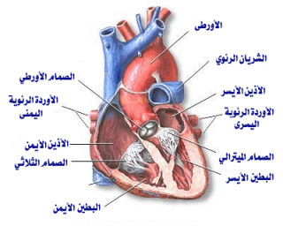 عدد دقات القلب في الدقيقة 20160720 95