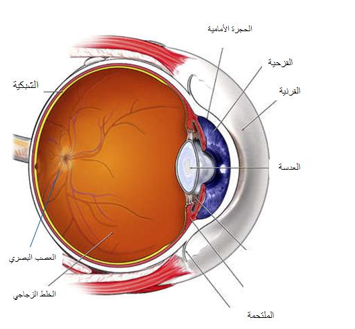 اجزاء العين